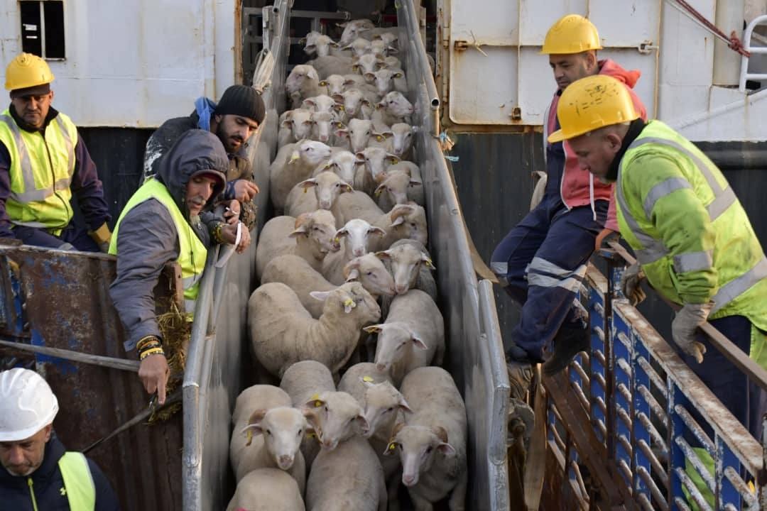 تحسبًا لعيد الأضحى..وصول أول شحنة من الأغنام المستوردة إلى الجزائر