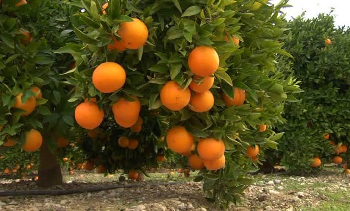 قدرات انتاجية هامة للحمضيات بالعاصمة بفضل الاعتماد على الزارعة المكثفة