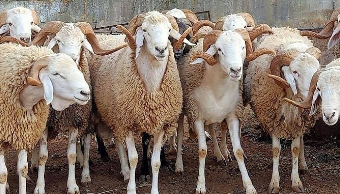 قطاع التربية.. هذا جديد السلفة الاستثنائية الخاصة بعيد الأضحى
