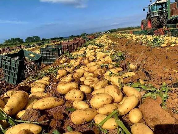 وزارة الفلاحة تطلق خطة لتعزيز إنتاج البطاطا انطلاقًا من مستغانم