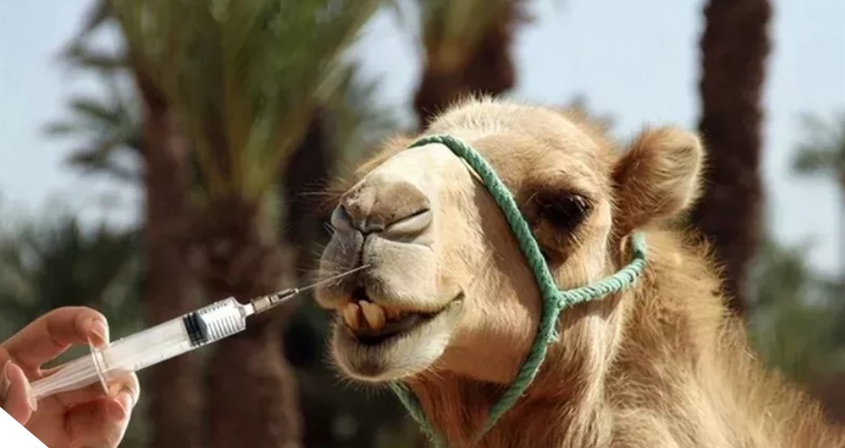 بوتوكس وفيلر!..استبعاد 20 جملا من مهرجان جمال الإبل فى عُمان بسبب عمليات التجميل