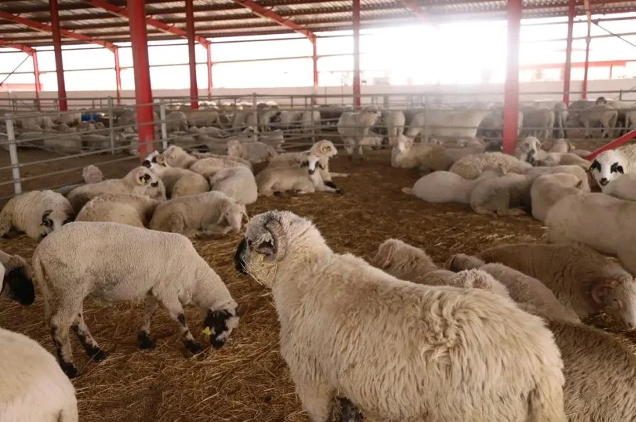 ميناء وهران: وصول 12000 رأس غنم قادمة من اسبانيا موجهة للذبح