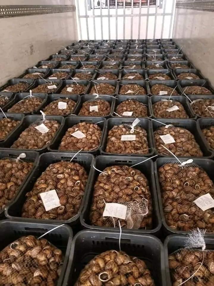 الجزائر تصدر 3 أطنان من “الحلزون” نحو إيطاليا