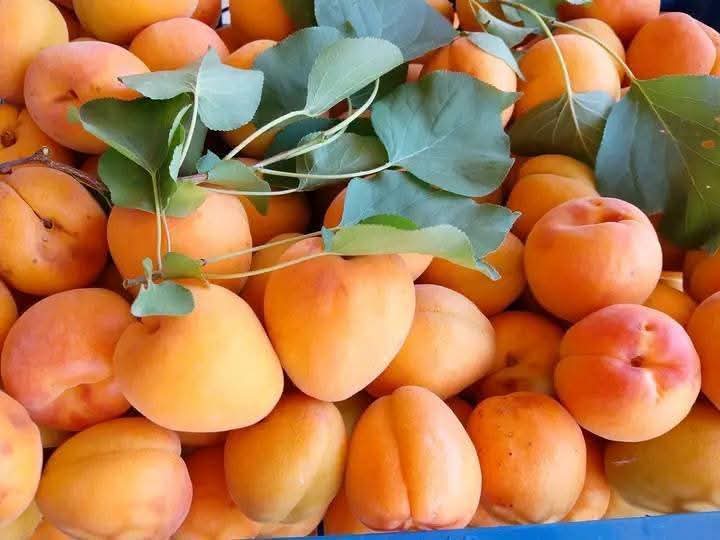 الجزائر ضمن قائمة أكبر 05 منتجين لفاكهة المشمش في العالم