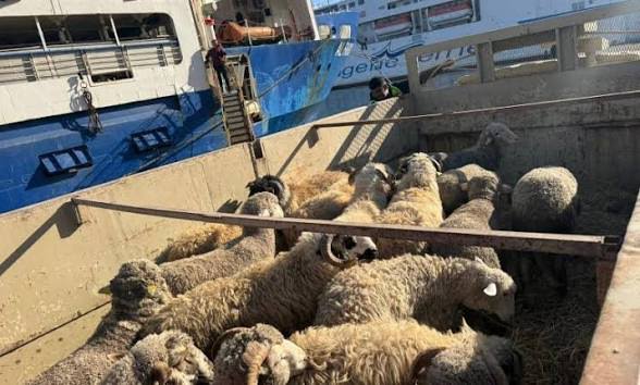 إطلاق خانة جديدة بمنصة “أضاحي” لعرض تفاصيل استيراد المواشي