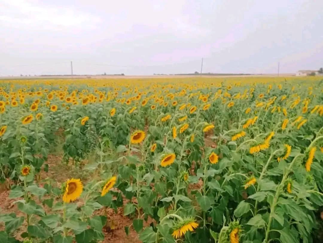 فلاحو تيسمسيلت في طليعة الزراعات الزيتية