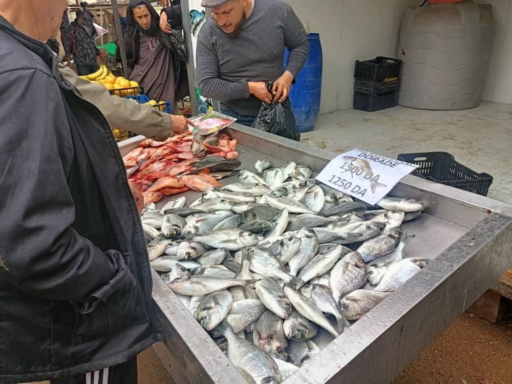 فتح نحو 400 نقطة بيع لمنتجات الصيد البحري عبر ولايات الوطن