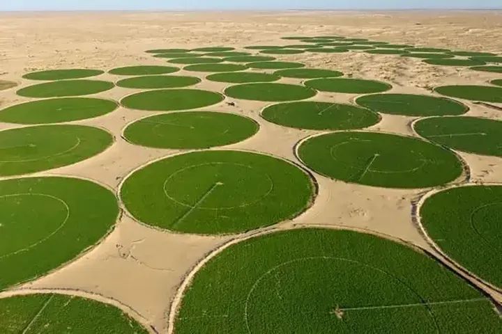 أدرار..آفاق واعدة للاستثمار في الزراعات الإستراتيجية لكسب رهان الأمن الغذائي