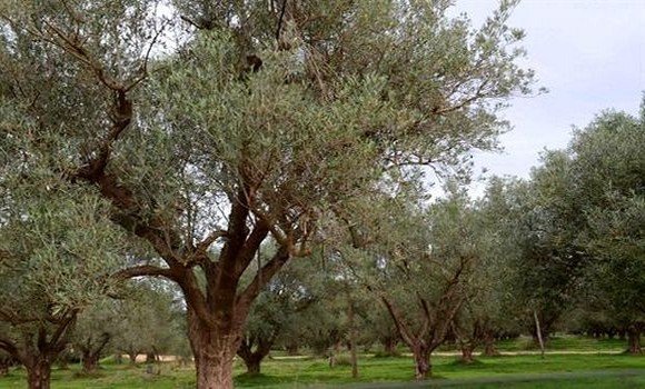 انطلاق موسم الجني يغمر حقول الزيتون بالحيوية
