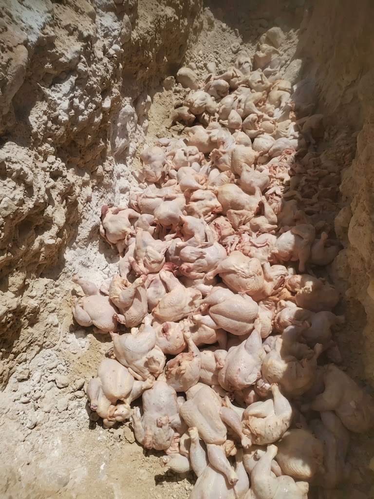 حجز 2.5 قنطار من اللحوم البيضاء الفاسدة بباتنة