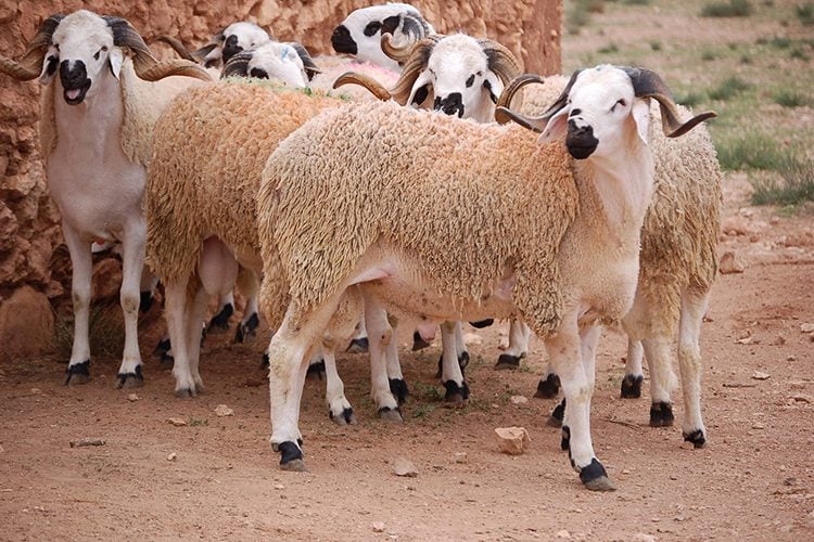 إطلاق منصة “أضاحي” لاقتناء أضاحي العيد