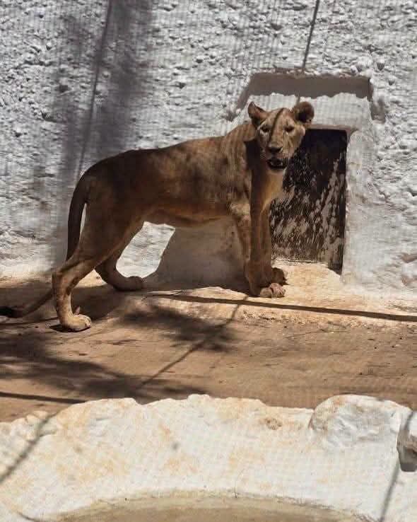 نقل “لبؤة” حاسي مسعود إلى حديقة الوئام المدني بالجزائر العاصمة