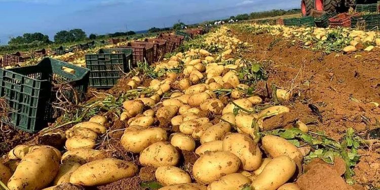 إصلاح شامل لشعبة البطاطا: نحو استقرار السوق وتعزيز التصدير