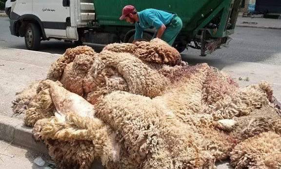 وزارة الصناعة تراهن على جلود الأضاحي لدعم الإنتاج الوطني