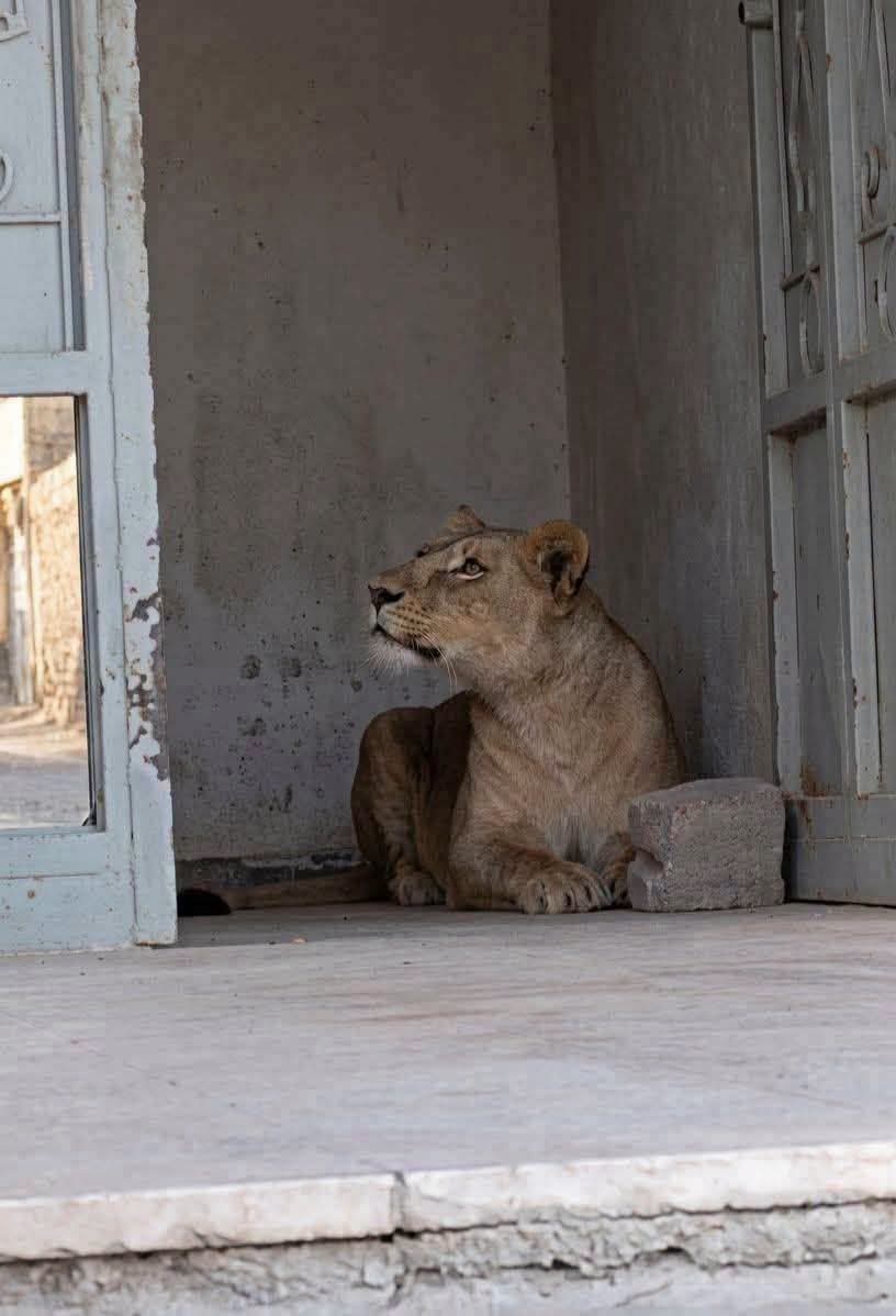 فيديو..لبؤة تتجول حرة طليقة في شوارع حاسي مسعود