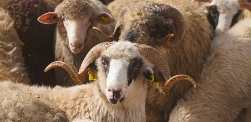 توقيف ثلاثة مسؤولين عن وحدات بيع الأضاحي