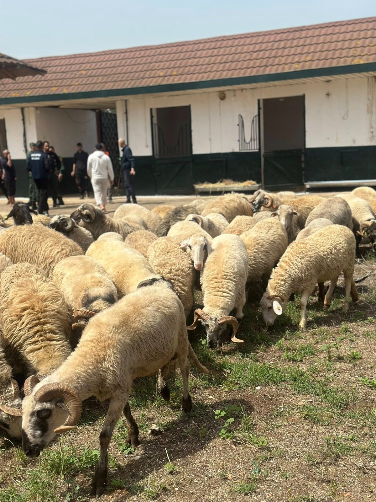 التعويض بكبش آخر أو بمبلغ مالي.. رئيس هذه البلدية يوجه رسالة للمستفيدين من الأضاحي المستوردة