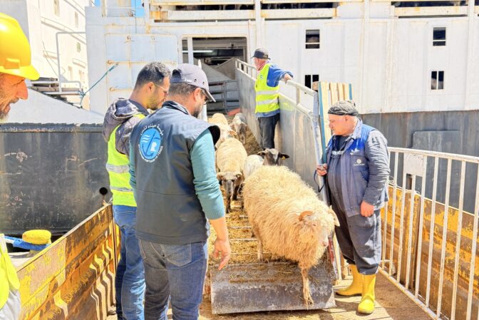 ميناء تنس يستقبل شحنة من الأغنام المستوردة