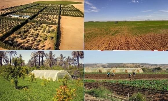 الديوان الوطني للأراضي الفلاحية يطلق منصة رقمية لتقديم طلبات الاستفادة من عقار فلاحي