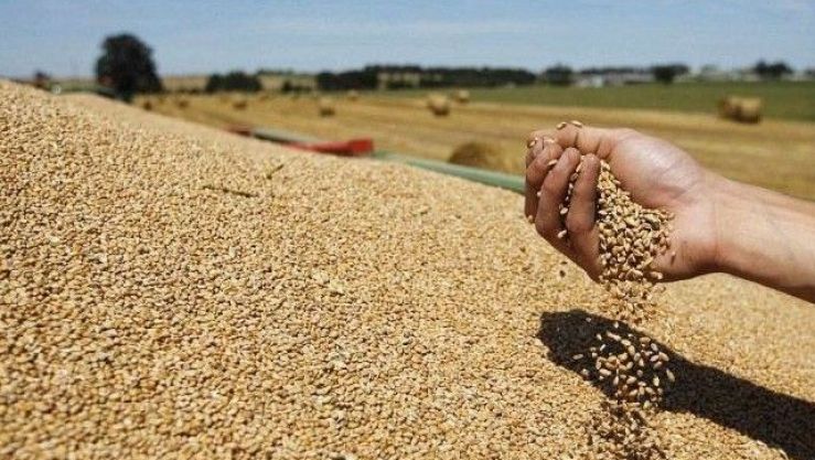الاعلان عن المخطط الاستراتيجي الوطني لتنمية إنتاج الحبوب 2023-2028