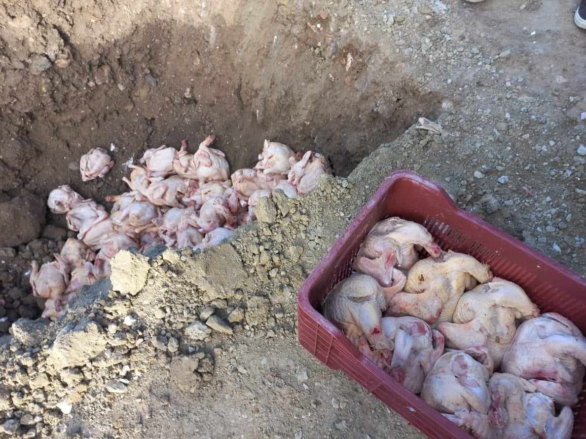 تيسمسيلت حجز كمية من اللحوم البيضاء (الدجاج) غير صالحة للإستهلاك البشري .
