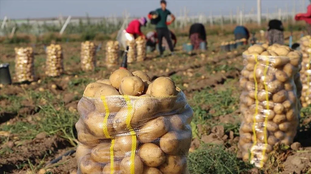 ردا على التجار المضاربين.. إنطلاق عملية جني البطاطا في مستغانم