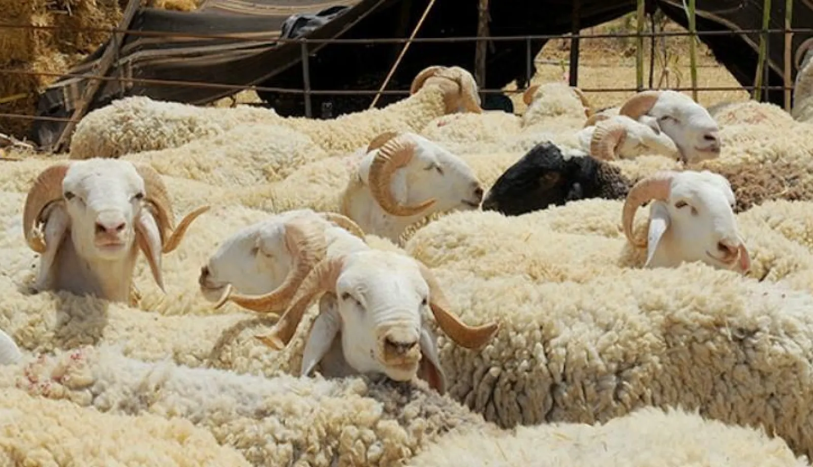 مؤسسات وهيئات عمومية تشرع في عملية التسجيل لاقتناء أضاحي العيد لموظفيها