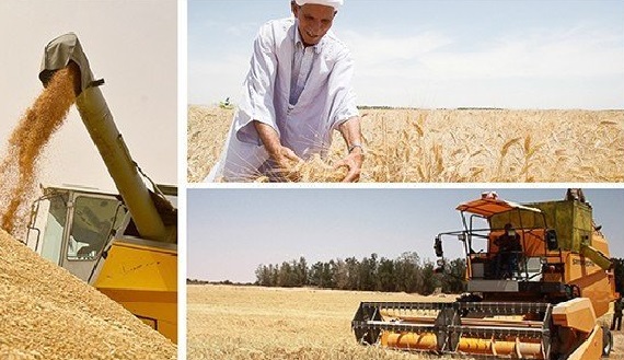 الأمن الغذائي في صلب أولويات الدولة في 2023 مع دعم متعدد الأشكال للفلاحين
