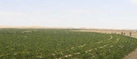 دور التكنولوجيات الناشئة في الفلاحة الصحراوية محور يوم دراسي