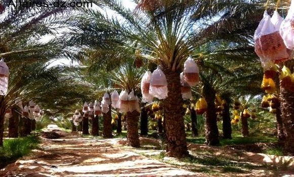 مصالح الجمارك مجندة لتسهيل تصدير التمور