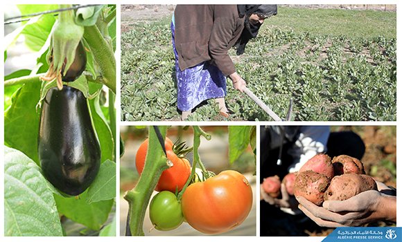 فلاحة : عدة فروع تحقق نتائج إيجابية خلال الموسم 2022-2023