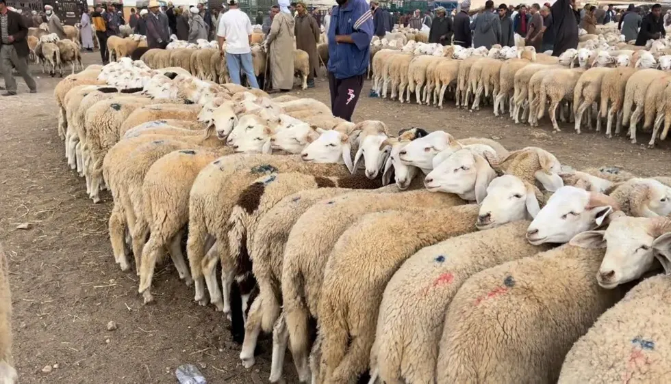 إعادة فتح أسواق الماشية تدريجيا مع مواصلة مراقبة الحمى القلاعية