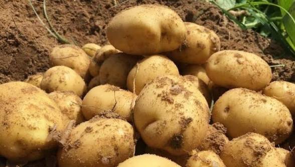 وزارة التجارة تحدد سعر البطاطا بين 60 و90 دينارًا للكيلوغرام