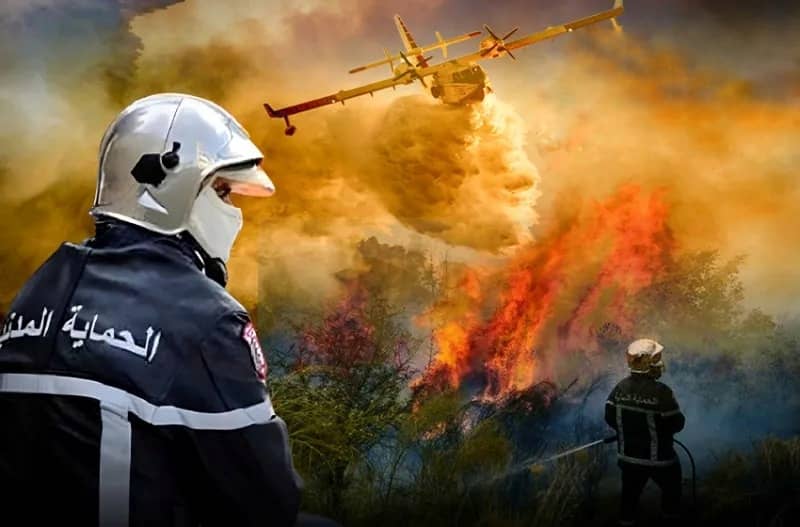 حرائق الغابات: تحكم في الوضع ومباشرة إجراءات التكفل بالمتضررين وتعويضهم