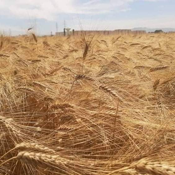 وزارة الفلاحة تمنع استعمال القمح للأنعام